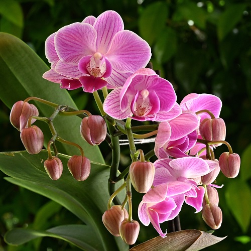 A orchid nii.jpg